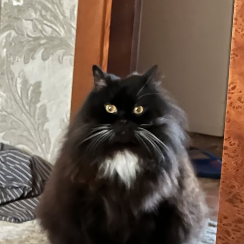 Аркаша